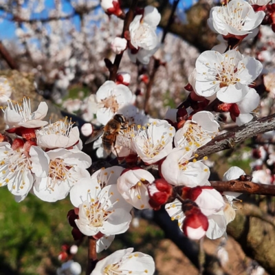 Un air de printemps dans les vergers