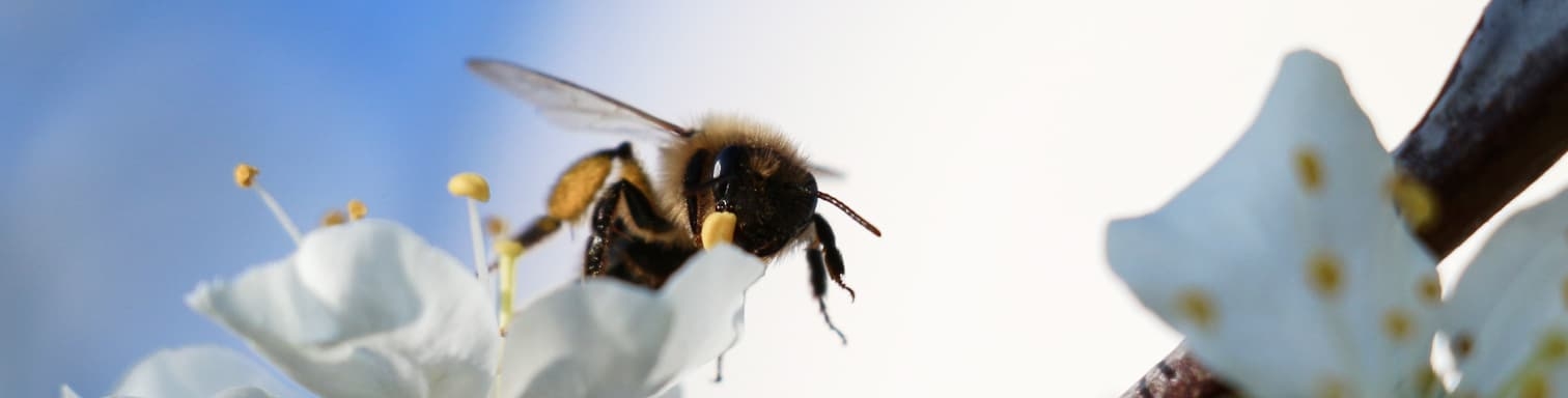 Bandeau abeille qui butine