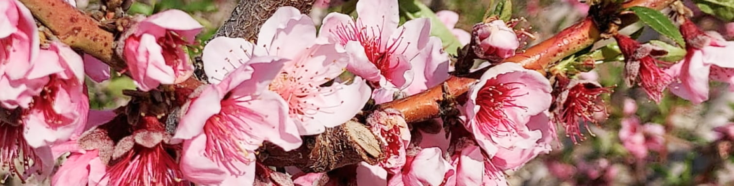 Banni&egrave;re fleurs p&ecirc;ches