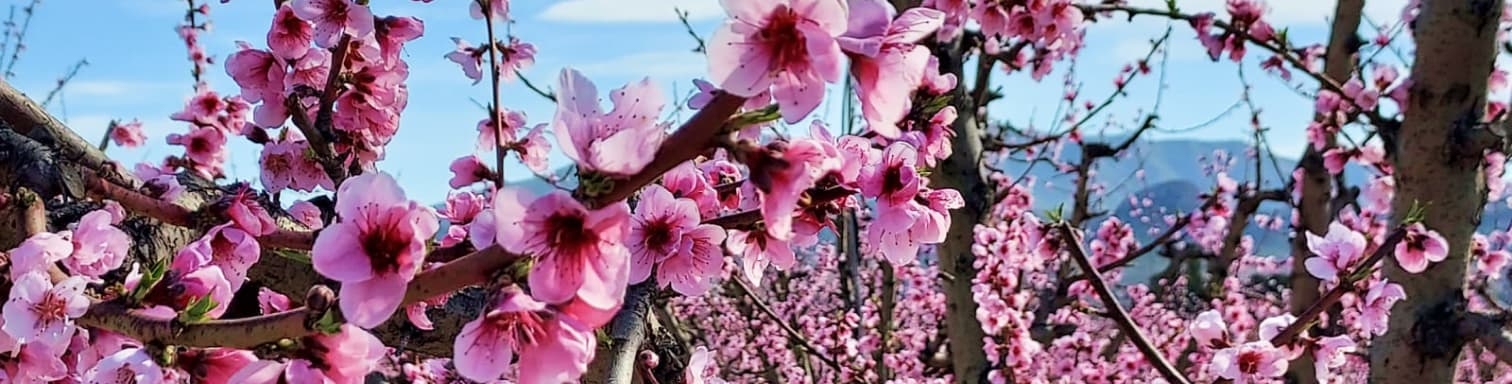 Banni&egrave;re de fleurs 
