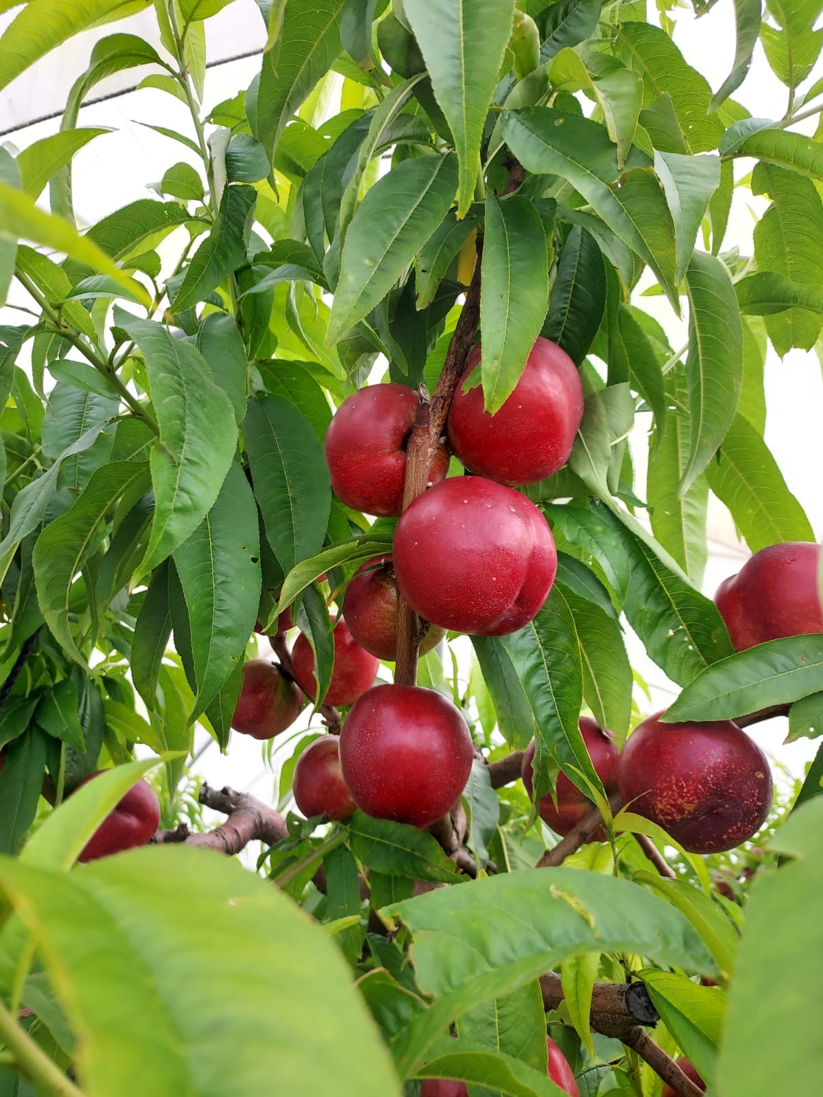 Nectarines Nectarines