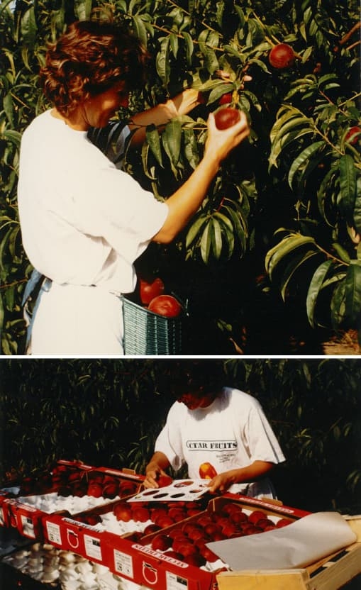 2.7 Notre entreprise - Cueillette(1)