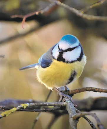 oiseau(1) oiseau(1)