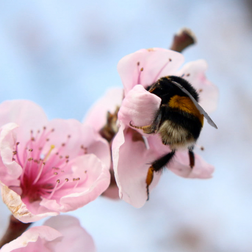 Fleur et abeille