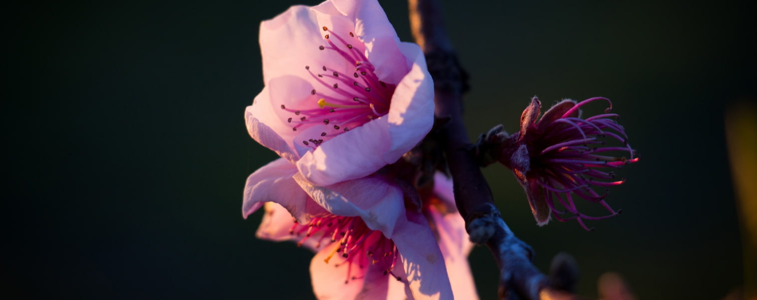 Nectar Fruits - Fleur diaporama